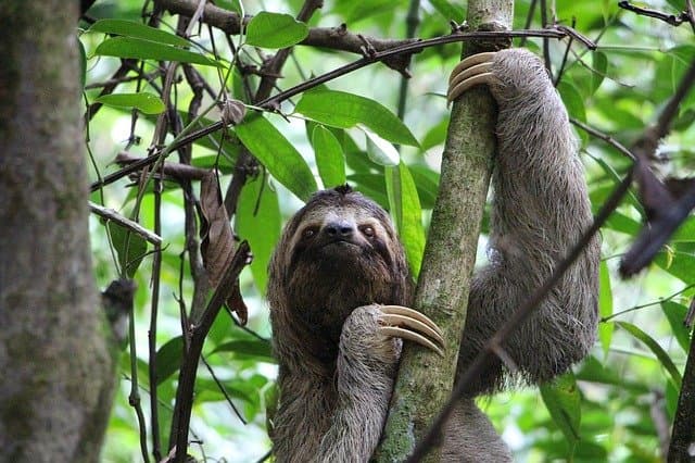 Costa Rica anuncia su novena reserva biológica