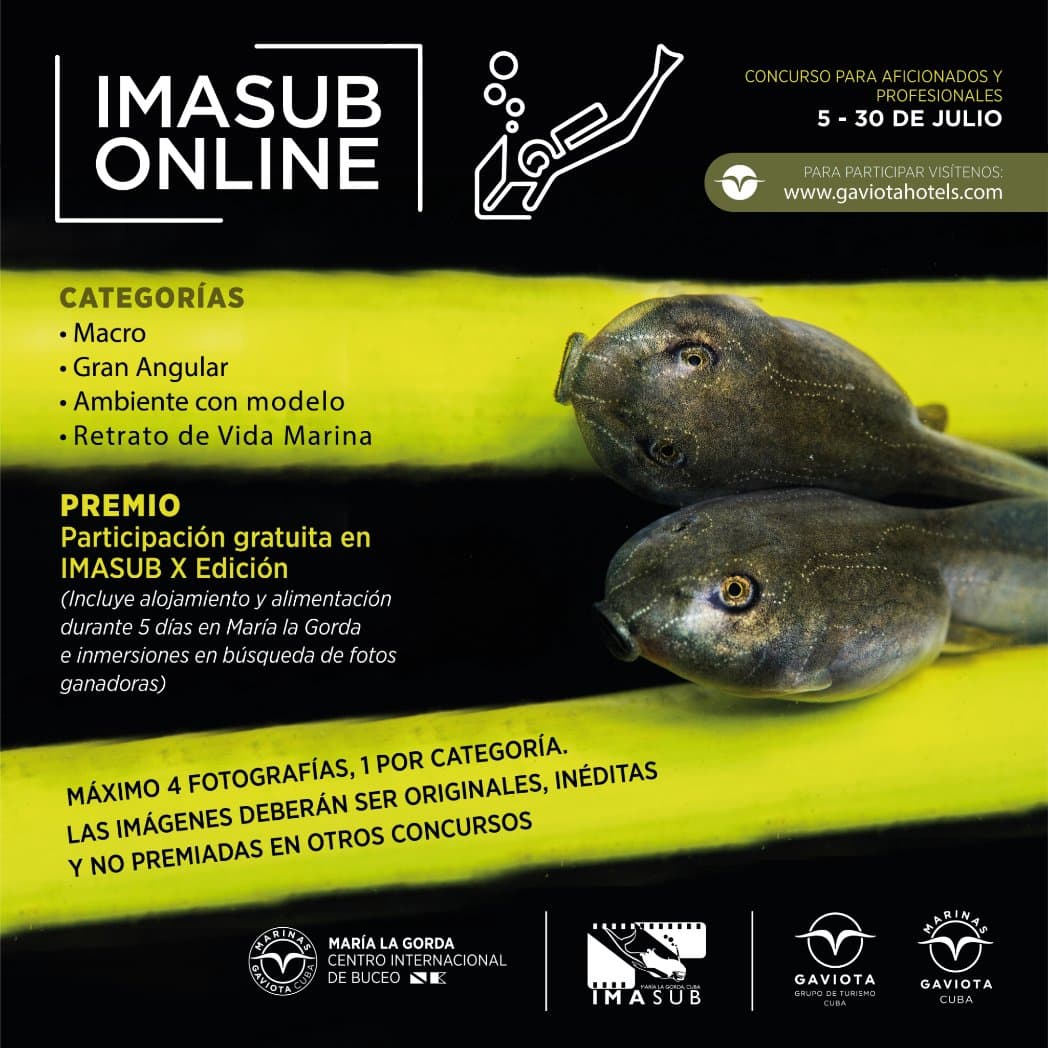 Grupo Gaviota convoca a evento digital de Fotografía submarinna Imasub 2021