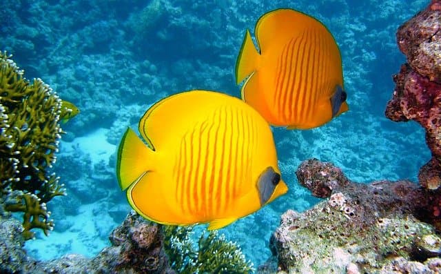Cayo Ambergris, en Belice, isla rodeada de coral y paz