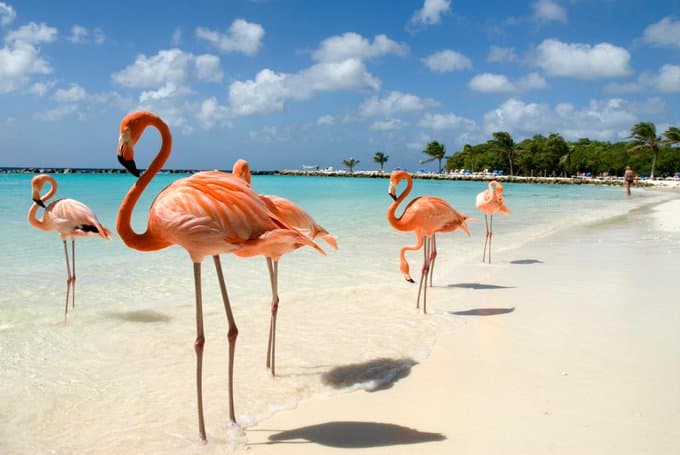 Aruba abre concurso en Instagram con filtro de realidad aumentada
