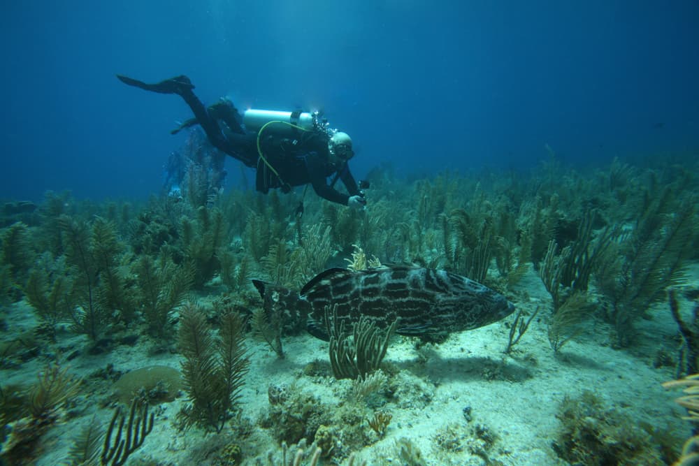 Parque Nacional Jardines de la Reina en Cuba obtiene el Premio Blue Park 2021