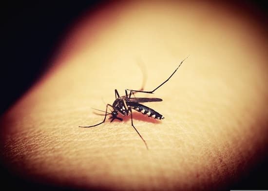 Dengue alert; 33 deaths and 5,660 cases in Dominican Republic