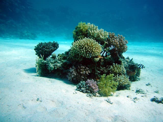 Punto de Vista: Destacan misterio del arrecife de coral saludable en Bahía de Tela