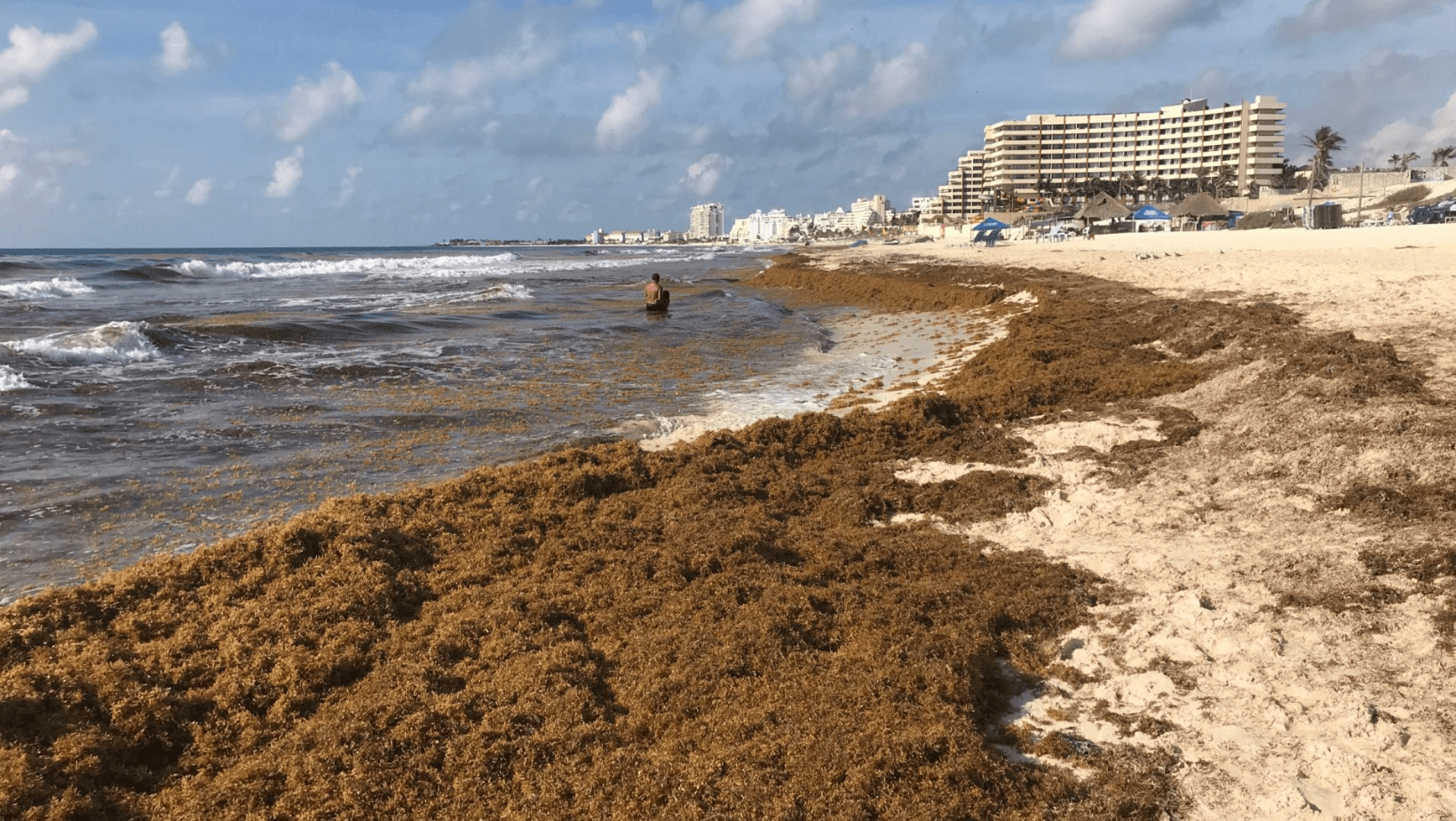 México combatirá el sargazo en las playas del Caribe