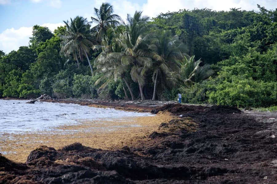 Huge blobs of seaweed are choking the Caribbean’s iconic white sand beaches
