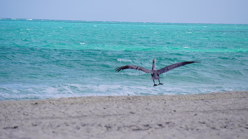 Turismo sostenible para conservar Jardines del Rey
