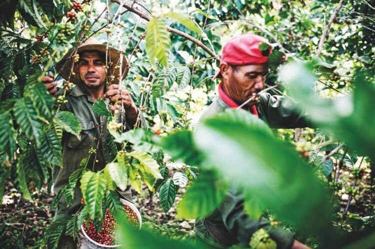 Bringing Cuban coffee farming back from the brink