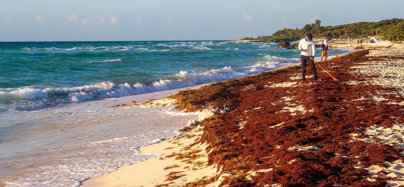 Sargassum Season Impacting Mexico's Most Popular Beaches