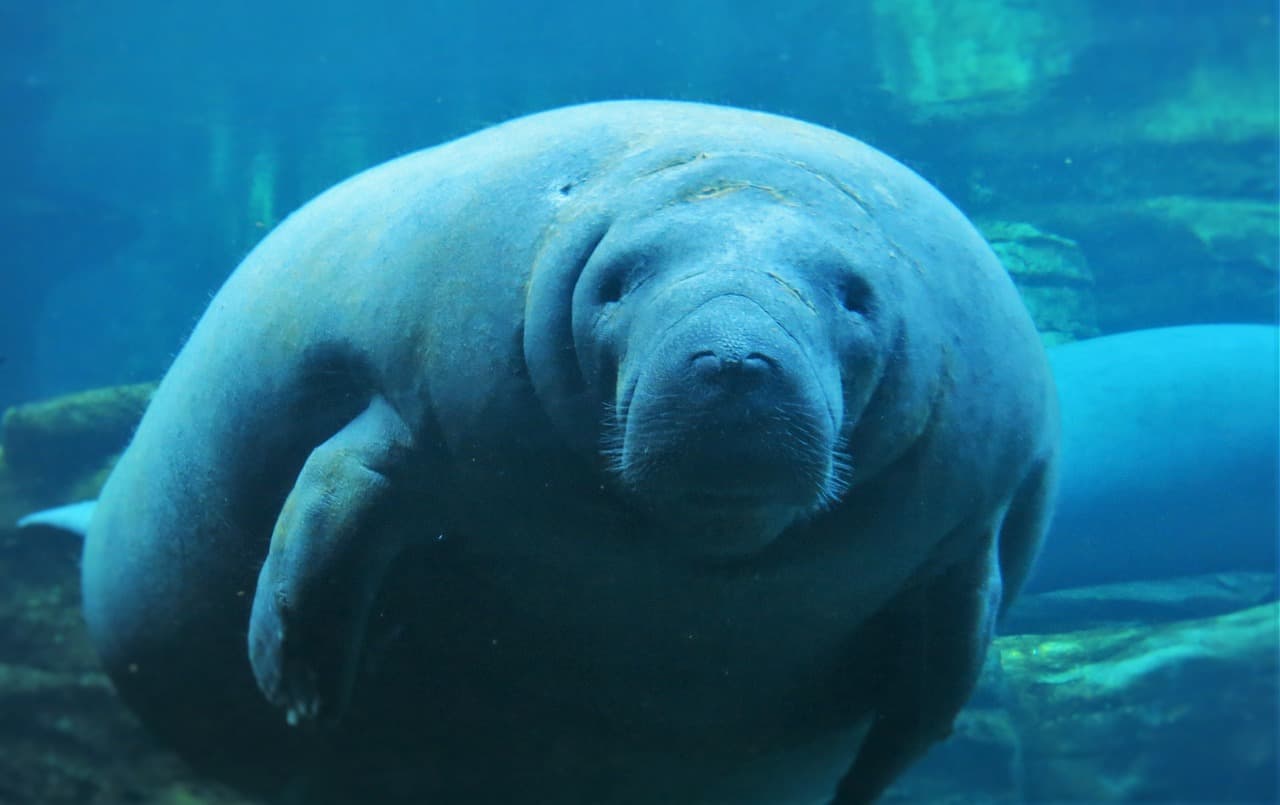 SeaWorld Recognizes Manatee Appreciation Day