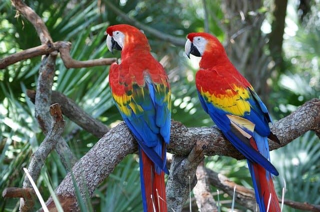 Guacamaya Fest 2021 inicia en Copán Ruinas, Honduras