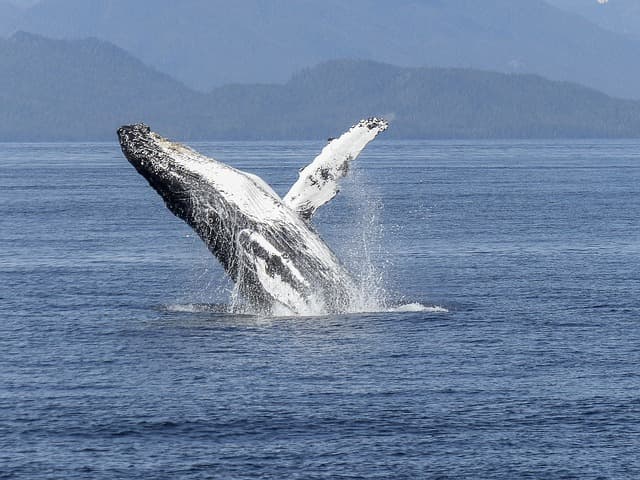 Panamá lanza temporada de avistamiento de ballenas
