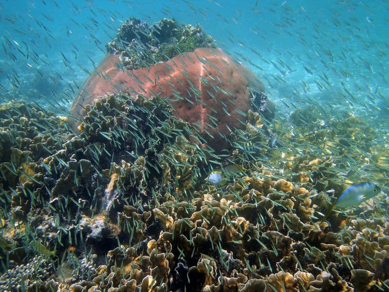 La Alianza Mundial de los Océanos 30 x 30 nombra a Panamá "Líder Azul" por sus esfuerzos de conservación