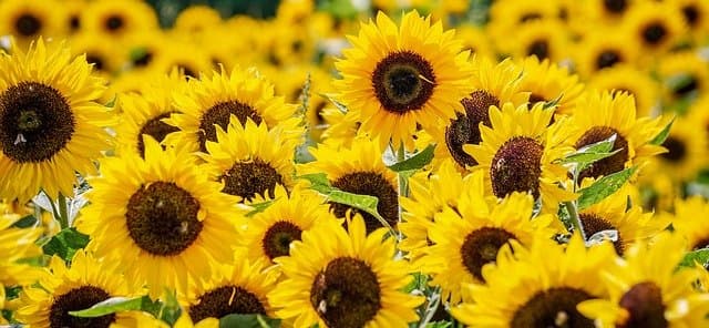 Megacampo de girasoles abrió esta semana en Costa Rica