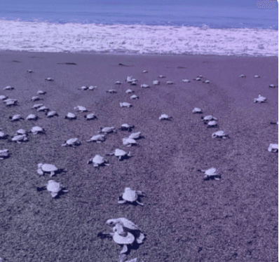 Turismo panameño promueve la eco-ruta de la tortuga Mariato