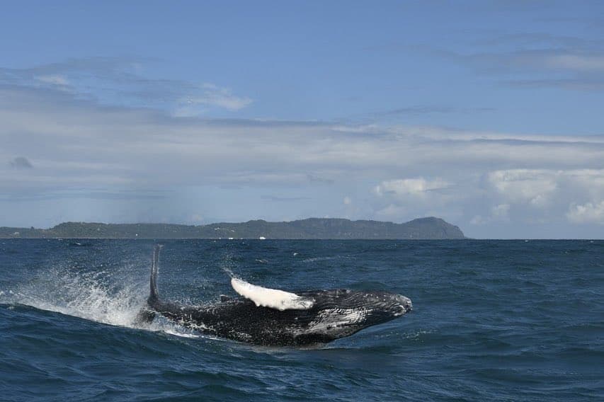 Observatorio de ballenas jorobadas en Bahía de Samaná con cifras récord de visitas