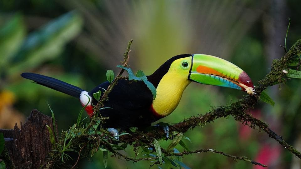 Instituto Costarricense de Turismo recibió reconocimiento en Canadá