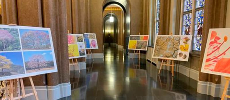 "Árboles mágicos" de Costa Rica florecen en Berlín