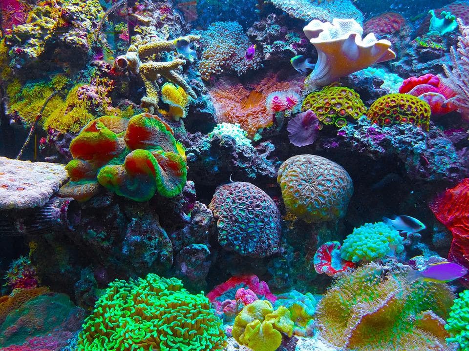 Scientists create guidelines to help conserve Caribbean coral reefs