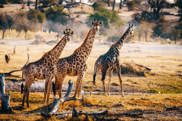 Point of View: Global Wildlife Tourism Market is Estimated to be Valued at US$ 135 Bn in 2022