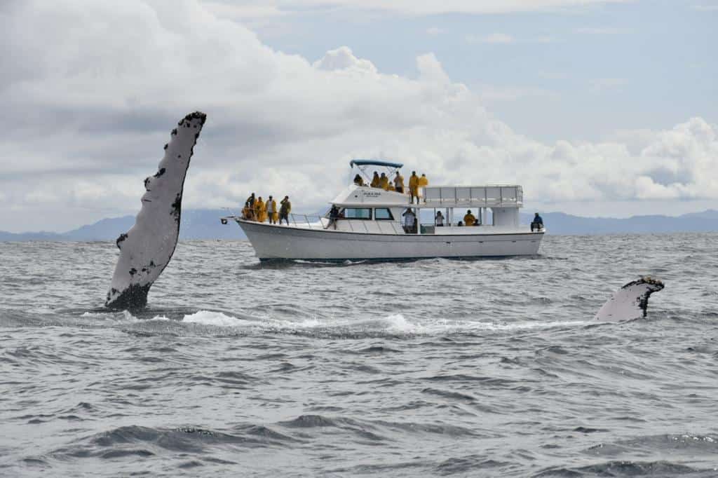 Point of View: Locals fear that whale season will start in Samaná without the main pier
