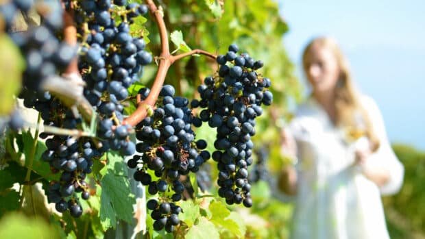 Especial TTC: El vino italiano es un gran atractivo ¿También el del Caribe?