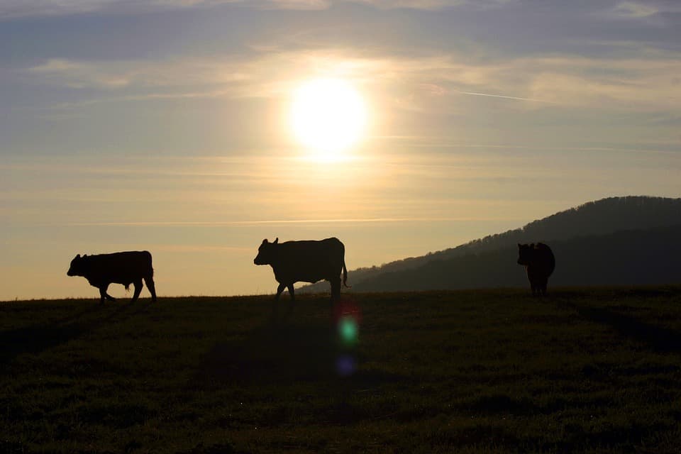 Especial TTC: Agroturismo, una opción apetecible