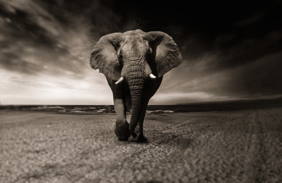 TTC Special: Animal tourism cruelty under the crosshairs