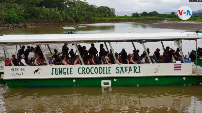 “Lady Gaga”, “Obama” and “Bin Laden”: names of crocodiles that attract tourists in Costa Rica