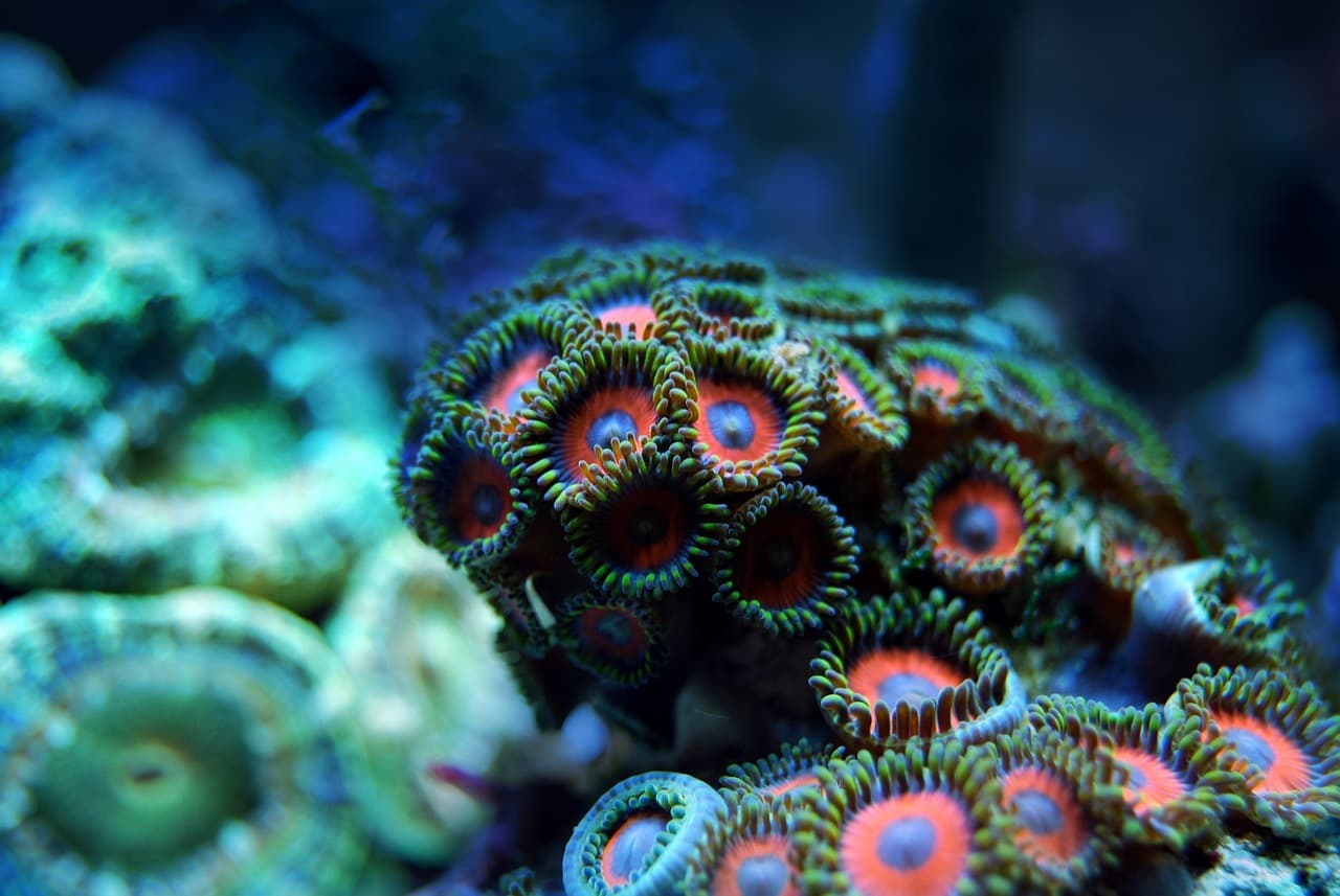 Coral Carib project begins to restore corals in Haiti, Dominican Republic, Cuba and Jamaica