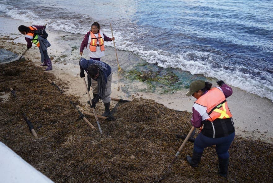 Cozumel collects over 7.5 tons of sargassum from west coast