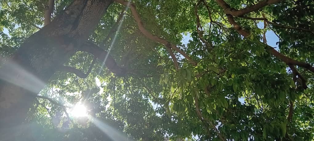 Café, cacao y miel en el centro de próxima Convención Internacional Agroforestal