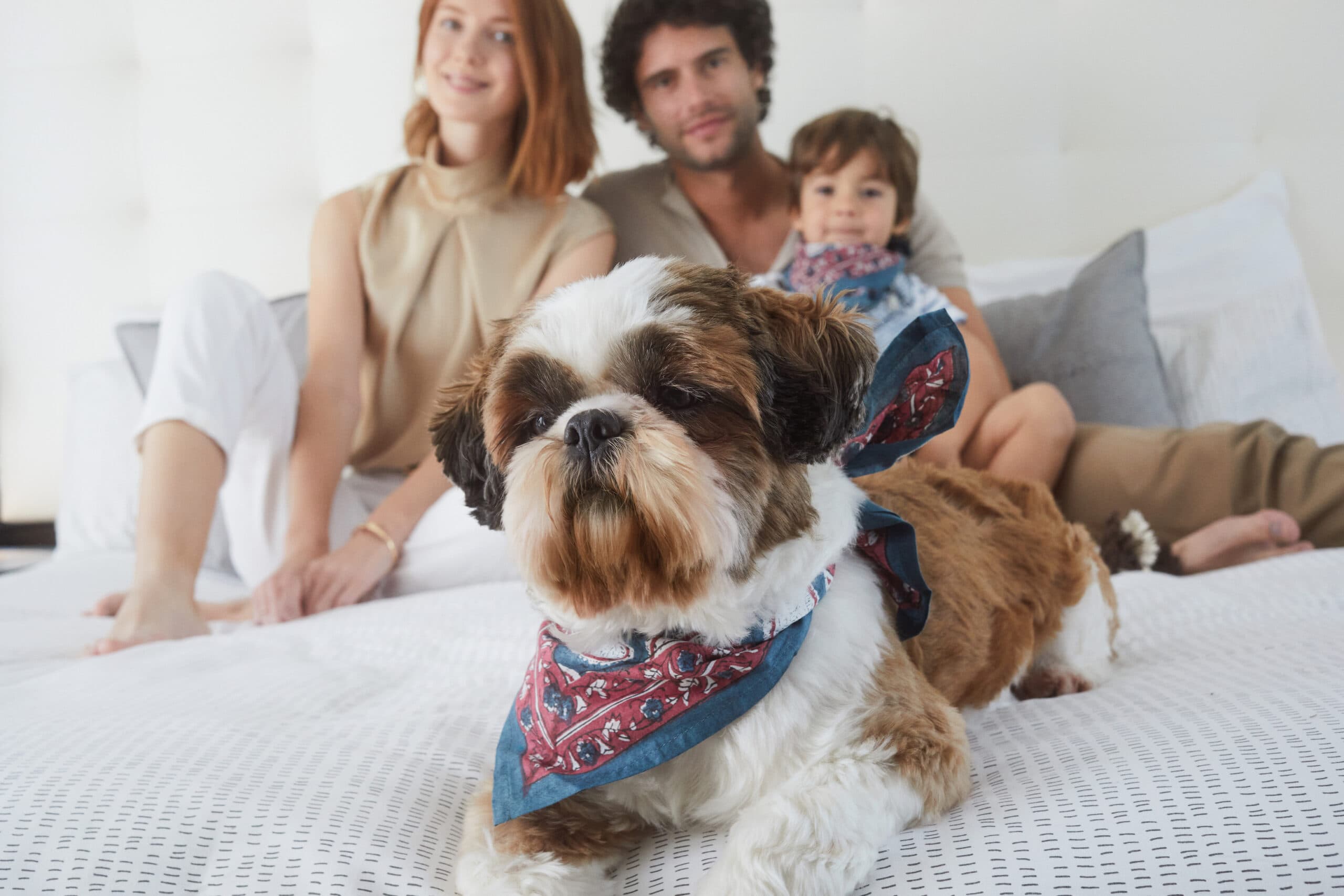 Meliá presentó su nuevo programa “Pet Friendly”