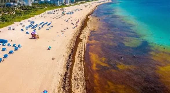 Sargazo sigue siendo un problema en el Caribe