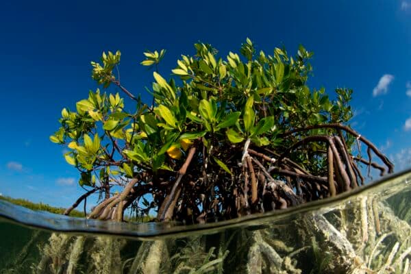 Mercado de carbono: Cuba estrena reglas para impulsar desarrollo sostenible