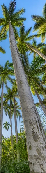 A royal palm grove in the Cuban countryside