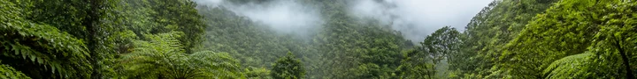A fern-filled valley in Topes de Collantes, Cuba