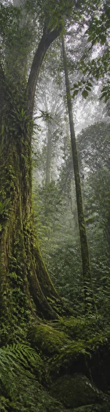 Cloud forest in Sierra del Rosario, Cuba