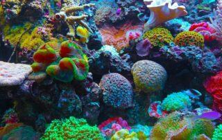 Coral Reef