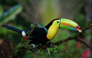 Costa Rica (photo pixabay)