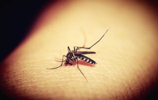 Dengue (foto pixabay)