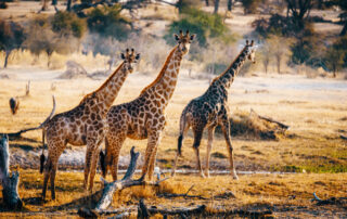 Global wildlife tourism (foto WTTC)