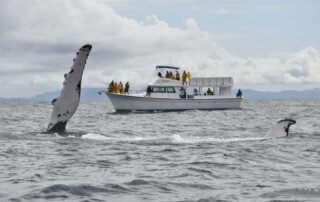 whale season in Samaná (pic Dominican Today)