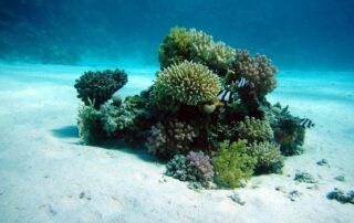 Corales Bahía de Tela (foto pixabay)